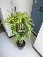 観葉植物が置いてあります
