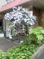 綺麗な花が咲いています