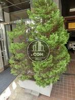 入口脇には植栽があります