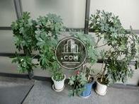 植栽