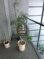 正面玄関前植栽
