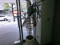エントランスに置いてある植栽です