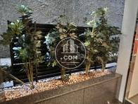 玄関わきの植木
