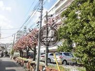 敷地内に桜が咲いております