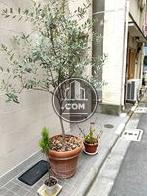 素敵な植木鉢