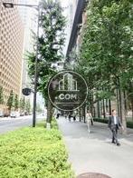 街路樹が綺麗です