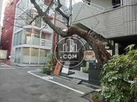 玄関前に大きな木があります