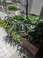 植樹された玄関前