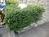 植栽