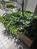 植樹された玄関前
