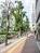 街路樹が立ち並びます