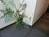観葉植物があります