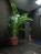 大きな植栽が置かれています