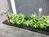 鮮やかな緑が植えられています