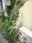 一階表通り部分の植物