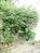 植栽で囲われた通用口
