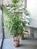 観葉植物があります