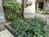 The Garden PERSEI