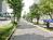 街路樹通り
