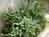 いろんな種類の植物があります