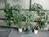 植栽
