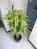 観葉植物が置いてあります
