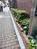 植樹されています